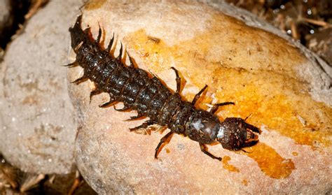 hellgrammite