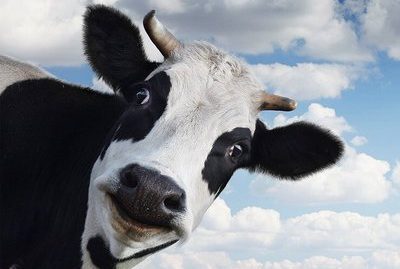 cow