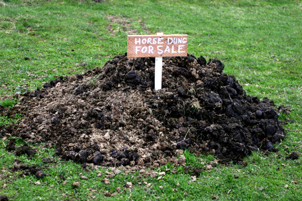 manure-pile