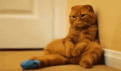 Obama_Cat_I-Miss-You