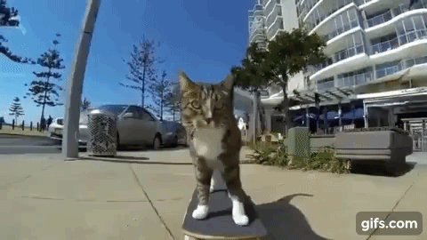 cat_skate