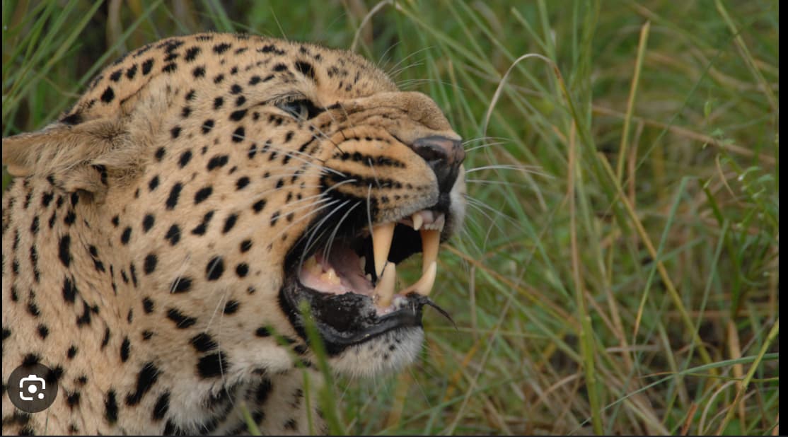 Screenshot 2025-03-03 at 6.52.15 PM